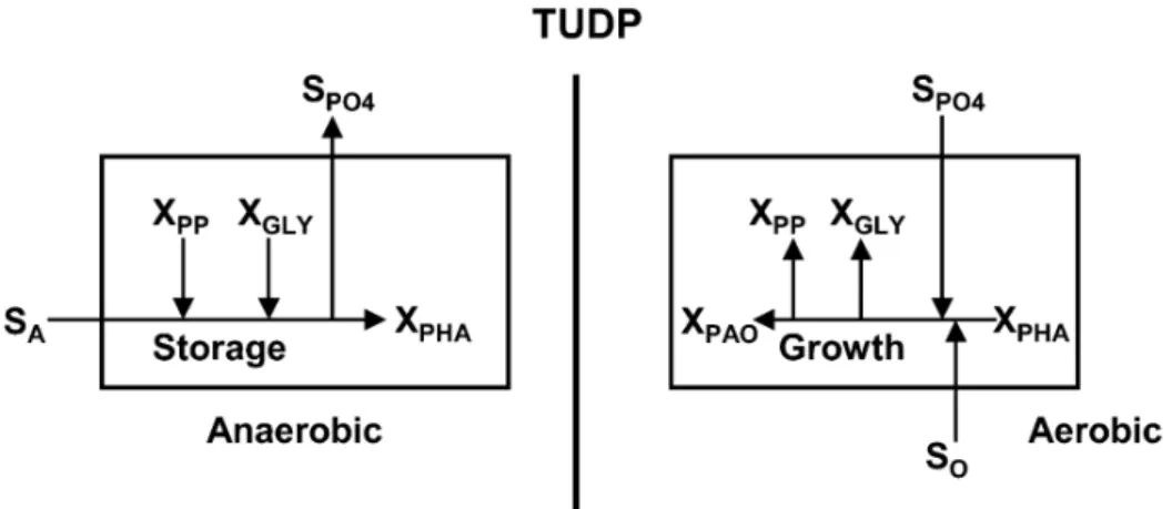 Figura 1.12-Substrateflows para armazenamento e crescimento aeróbio de PAOs no modelo TUDP  (Gernaey et al., 2004)) S A -  VFA’s; X PHA - polihidroxialcanoatos; X PAO - organismos acumuladores de 