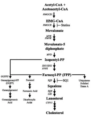 Figure 1 – Cholesterol synthesis pathway evidencing the step where simvastatin acts. 10   