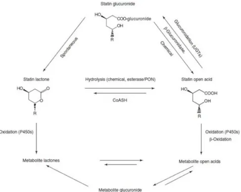 Figure 2 – Human metabolism of simvastatin; Simvastatin and the lactone metabolites are inactive; they all exist in  vivo in equilibrium with the corresponding pharmacologically active acids 15 
