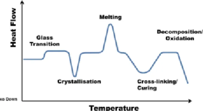 Figure 7 – DSC profile where the exothermic heat flow is measured vs. temperature; illustration of the transitions  that a material can undergo in DSC analysis 25 