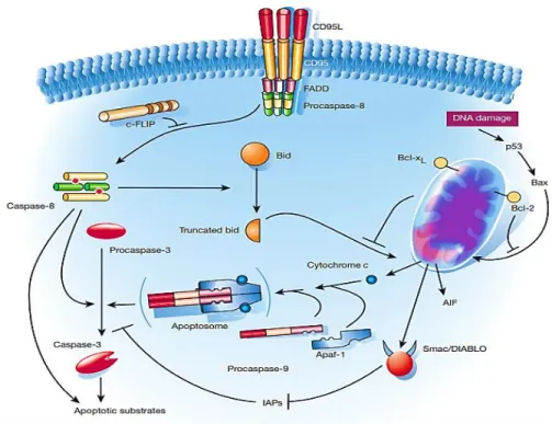 Figure 1.3. Example of two major apoptotic pathways in mammalian cells. Both culminate at the cleavage of  apoptotic substrates