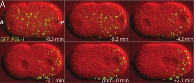 Figure 1 – Liquid-like properties of P granules  – P granules (in green; GFP tagged) exhibit  liquid-like properties such as diffusion and fusion overtime in  C
