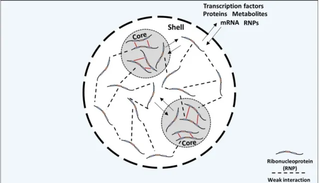 Figure 2  – Representative illustration of a stress granule composition  –  Stress granules  exhibit  a  biphasic  composition,  structured  by  a  protein-rich  core  surrounded  by  a  dynamic  shell