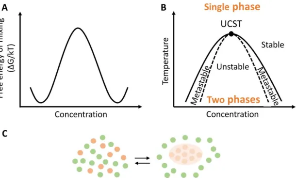 Figure 3 – Thermodynamics of liquid-liquid phase separation – Example of a UCST type  of phase separation behavior (A) LLPS is a thermodynamic process in which a binary mixture  can lower its free energy of mixing by decomposing in two distinct phases; (B)