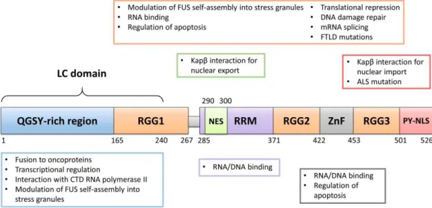 Figure 7  – Overview of FUS biological functions – FUS contains several functional domains  involved in an array of cellular processes