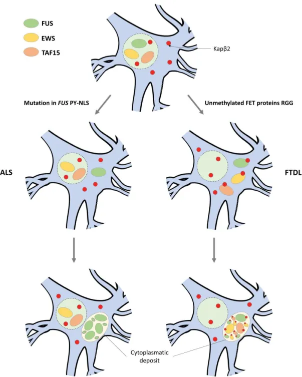Figure  9  –  Pathological  mechanisms  of  ALS-FUS  and  FTLD-FUS  –  In  homeostatic  conditions,  FET  proteins  (FUS,  EWS  and  TAF15)  are  properly  imported  into  the  nucleus  by  Kapβ2