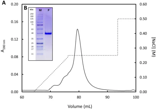 Figure  12  –  Final  purification  step  of  15 N-labeled  FUS  by  ion  exchange  chromatography –  (A)  Elution  profile  for  the  third  and  final  IEX  purification  step  of  15  N-labeled FUS