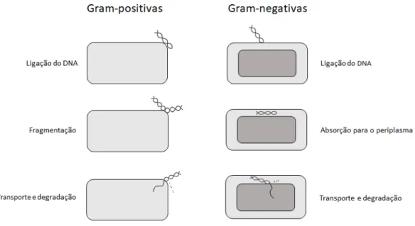 Figura 1.1. Mecanismos gerais de transformação em bactérias de Gram-positivo e de Gram-negativo (adaptado  de Dubnau (1999))
