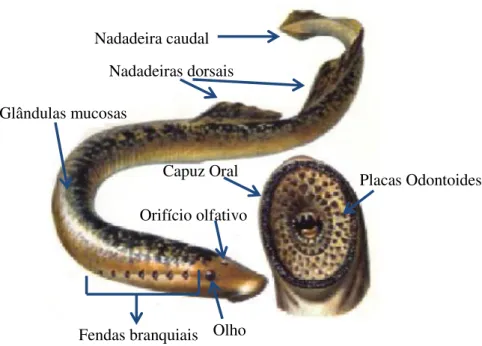 Figura 1.2. - Morfologia da lampreia-marinha (Petromyzon marinus, L.) 