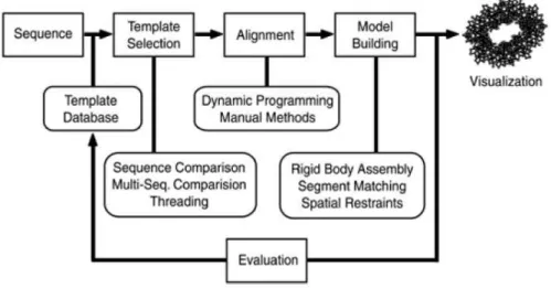 Figure 1.10 shows the main phases of comparative modelling, given protein sequence data.