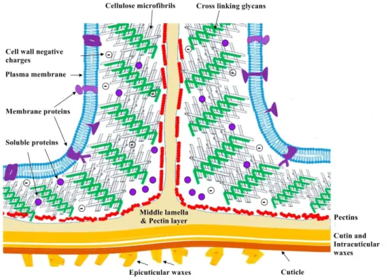 Figure 1.2: Schematical representation of the ECM of an angiosperm. Cellulose microﬁbrils (grey) intertwine with cross-linking glycans (green) forming an environment with a negative net charge that fronteirs the middle lamella through a pectin layer (red)