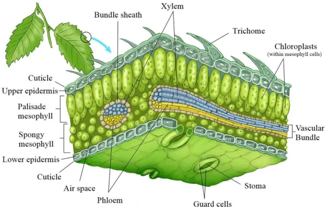 Figure 1.4: General representation of a dicot epidermis. The epidermal tissue includes several differen- differen-tiated cell types such as epidermal cells (most numerous and least specialized, typically less elongated in dicots), guard cells, subsidiary c