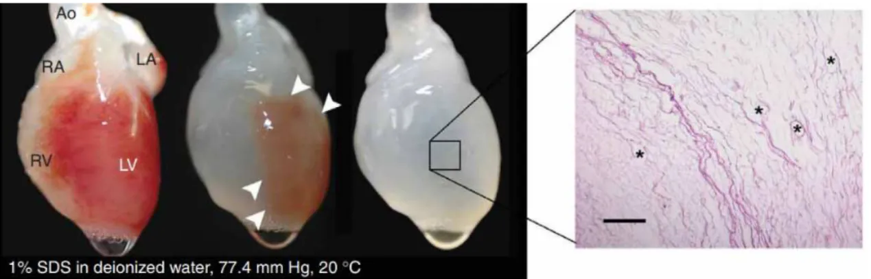 Figure 1.10: Decellularization process on rat heart. After 12h the heart becomes more translucent as the cellular material is removed through the right ventricle