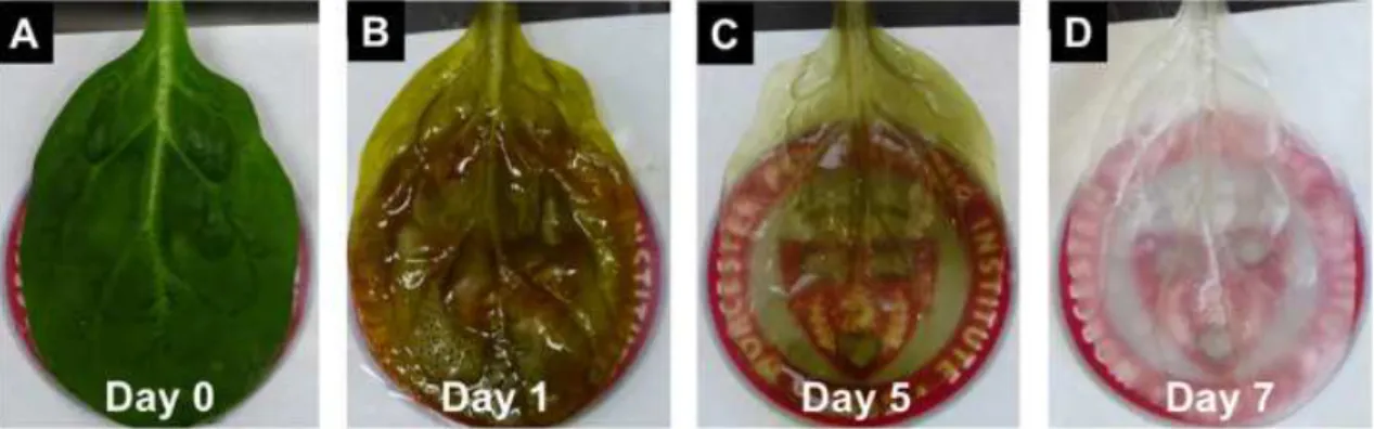 Figure 1.11: Decellularization timelapse in spinach leaf. After 5 days the leaf reaches a translucent green hue which is removed when a 10% sodium chlorite solution is added (image d.)
