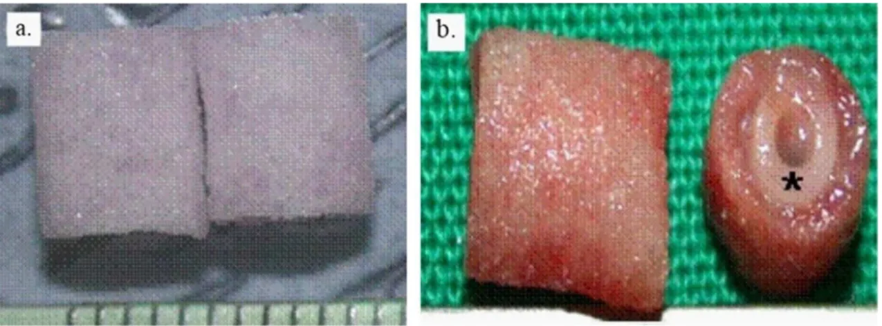 Figure 1.14: PLCL scaffold implanted into athymic mice. a. Scaffold before implantation