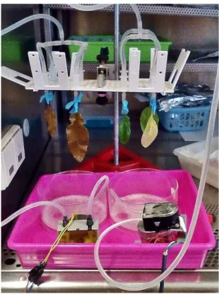 Figure 2.1: Gravity-based decellularization setup. The chosen decellularization solution is perfused through plastic tubes onto blunt needle tips towards the leaves, which are also immersed onto the same decellularization solution inside glass tins