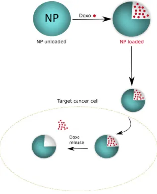 Figure 6.1: Scheme DOXO cell release