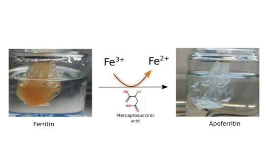 Figure 6.2: Scheme for Apo preparation
