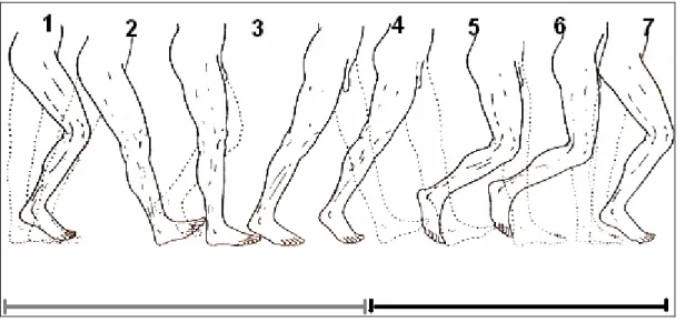 Figura 04: Ações musculares do membro inferior durante uma passada  Fonte: Calais – Germain (2002, p