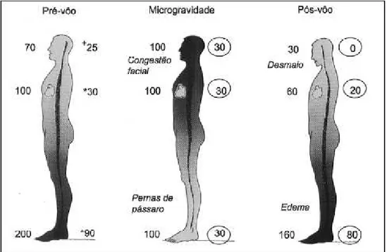Figura 07: Hemodinâmica em microgravidade, “Puff-Face e Bird Legs”. Fonte: Santos &amp; Bonamino,  (2003)