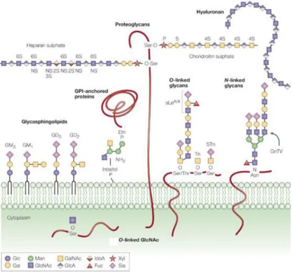 Figure 3- Representative image of different types of glycoconjugates.   N-glycans are covalently attached to proteins at  asparagine  (Asn)  residues  by  an  N-glycosidic  bond