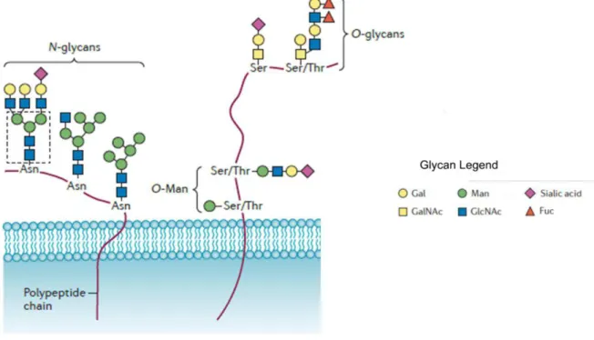 Figure 4- N-glycans and O-glycans sctructure. N-glycans are linked via a N-linkage to Asn and their synthesis begins on a  lipid-like  polyisoprenoid  molecule  termed  dolichol-phosphate  (Dol-P)  in  eukaryotes
