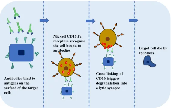 Figure 7- Representative image of antibody-dependent cellular cytotoxicity. Antibody-dependent cellular cytotoxicity is  an immune mechanism through which Fc receptor-bearing effector cells can recognize and kill antibody-coated target cells  expressing tu