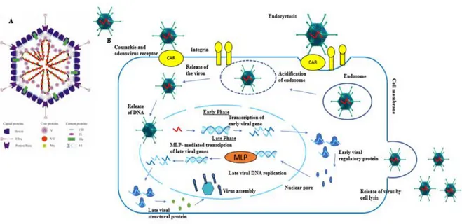 Figure 8- Schematic representation of structure of adenovirus (A) and adenoviral replication (B)