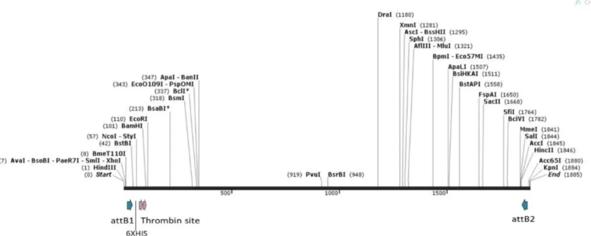 Figure 10- Schematic representation of the PCR product of the recombinant human protein