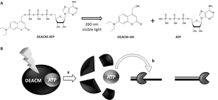 Figure 1. Photolysis of DEACM-ATP and ATP release. (A) Structure of DEACM-ATP and respective photoproducts