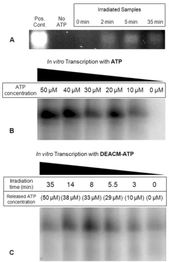 Figure 5. Relative quantiﬁcation of full-length transcription products as function of ATP released after DEACM-ATP irradiation