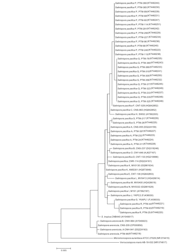 FIGURE 5 | Maximum Likelihood phylogenetic tree using 16s rRNA (1279 bp and 1000 bootstraps) from Madeira actinomycete strains belonging to the previously described Salinispora genus