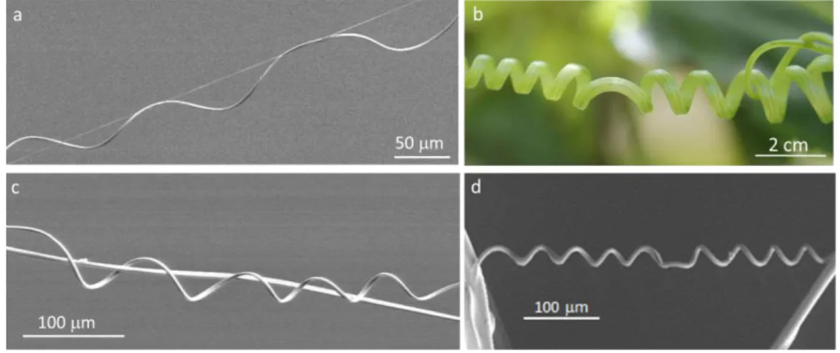 Figure  1.  Helical shapes  and  perversions in  biological  systems:  (a)  fibers  of  spider webs  (photo  of  spider  silk  produced  by  an  unidentified  spider);  (b)  cucumber  tendril  helices;  