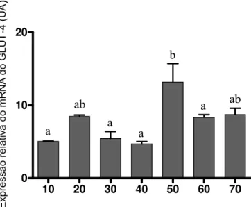 Figura 6: Expressão do GLUT4 mRNA em corpo lúteo de cadelas sadias ao longo do diestro (de 10 a 70 dias  pós a ovulação)