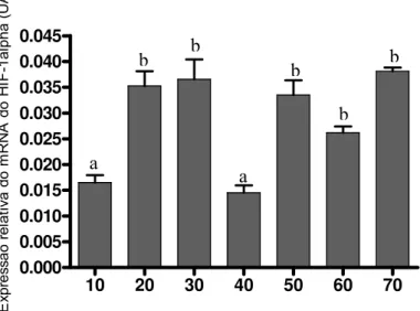 Figura 7: Expressão do HIF-1 mRNA em corpo lúteo de cadelas sadias ao longo do diestro (de 10 a 70 dias pós a  ovulação)