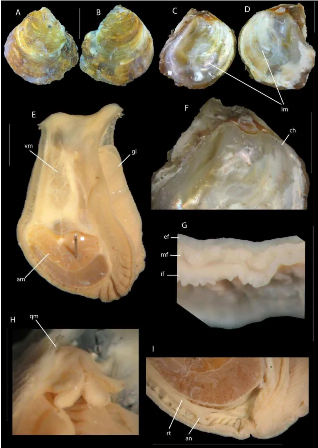 Fig. D – Concha, valva esquerda, vista interna, detalhe para a impressão muscular; Fig