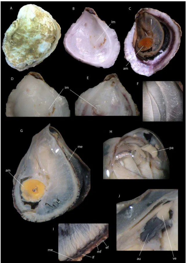 Fig. J – Detalhe do coração no pericárdio, ventrículo (ve) e aurículas (au) lobadas. Escalas 1 cm.