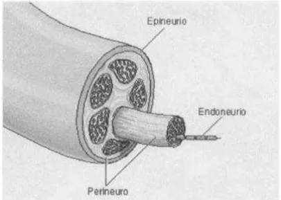 Figura 7. Estrutura interna de um nervo periférico [42]. 