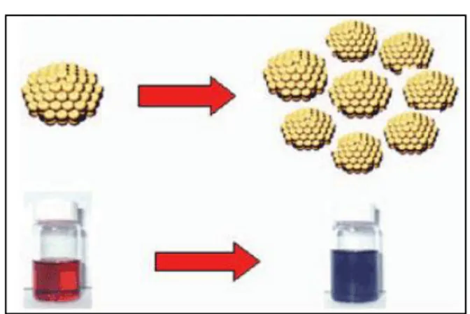 Figura 8 – Mudança na coloração de uma suspensão de AuNP em água, devido ao processo de agregação [23]