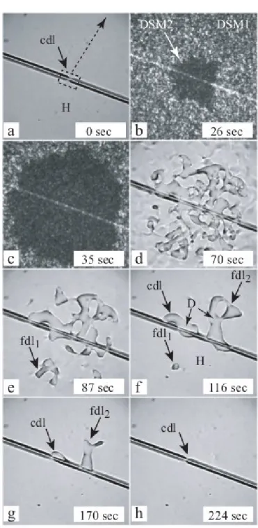 Figure 3.6: Fiber of diameter D = 28µm, drawn by hand from an anisotropic 63% HPC-in-water solution, has been inserted in a homeotropic sample, treated with egg yolk, of thickness d = 100µm, through one of its two free edges