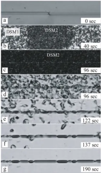 Figure 3.7: Generation of captive disclination loops by the electrohydrodynamic turbulence: a) one disclination loop captive on a HPC ﬁber inserted in a homeotropic cell of the nematic EN18; b) stretching of the initial captive disclination loop leads to f