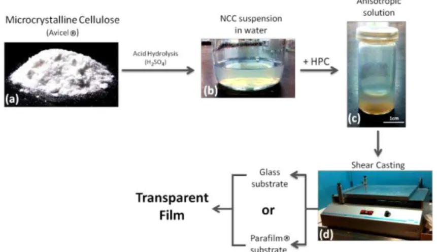 Figure 2.1 - Schematic representation of the different paths involved in the NCC synthesis and film preparation
