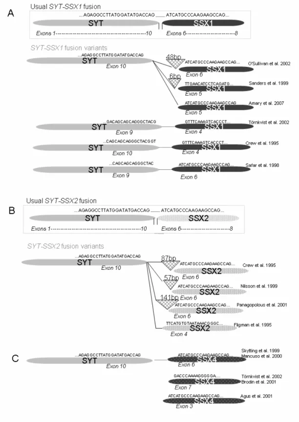 Figura 1. Diagrama representando os locais de fusão entre os genes SS18  e SSX1 (A), SSX2 (B) e SSX4 (C)