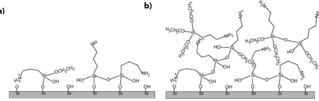 Figure  4:  Schematic  representation  of  adsorbed  APTES  on  a  silicon  wafer  in  an  anhydrous  toluene  solution; a) ethoxy groups of adsorbed APTES are hydrolyzed and form siloxane bonds with  surface  silanols  (monolayer  structure);  and  b)    