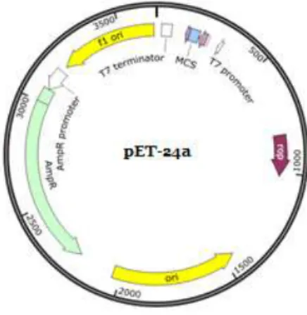 Figure 1.3  – Vector 24a(+) used for recombinant protein expression with E. coli. 