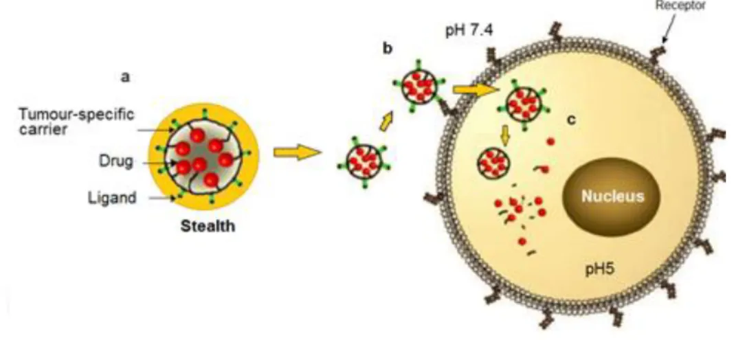 Figure 1.5 – Targeted drug delivery process: a) stealth nanoparticles which is decorated by neutral polymers and  targeted ligand over the surface of the nanoparticles ; b) active targeting process where the targeting ligand bind  with  the  receptor  thro