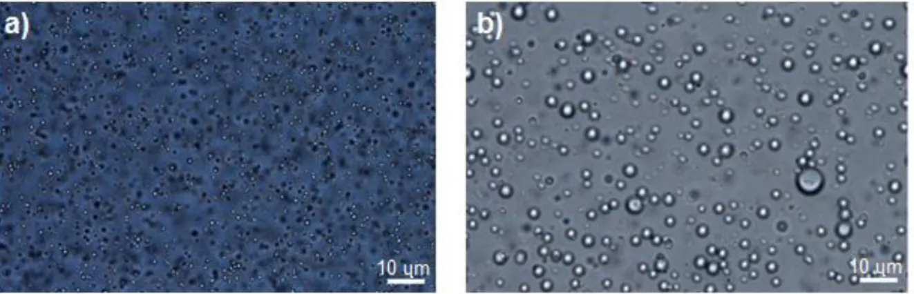 Figure 3.4 - Optical microscopy images of suckerin-39 particles prepared from a) 166mM of NaCl and b) 100mM  NaCl