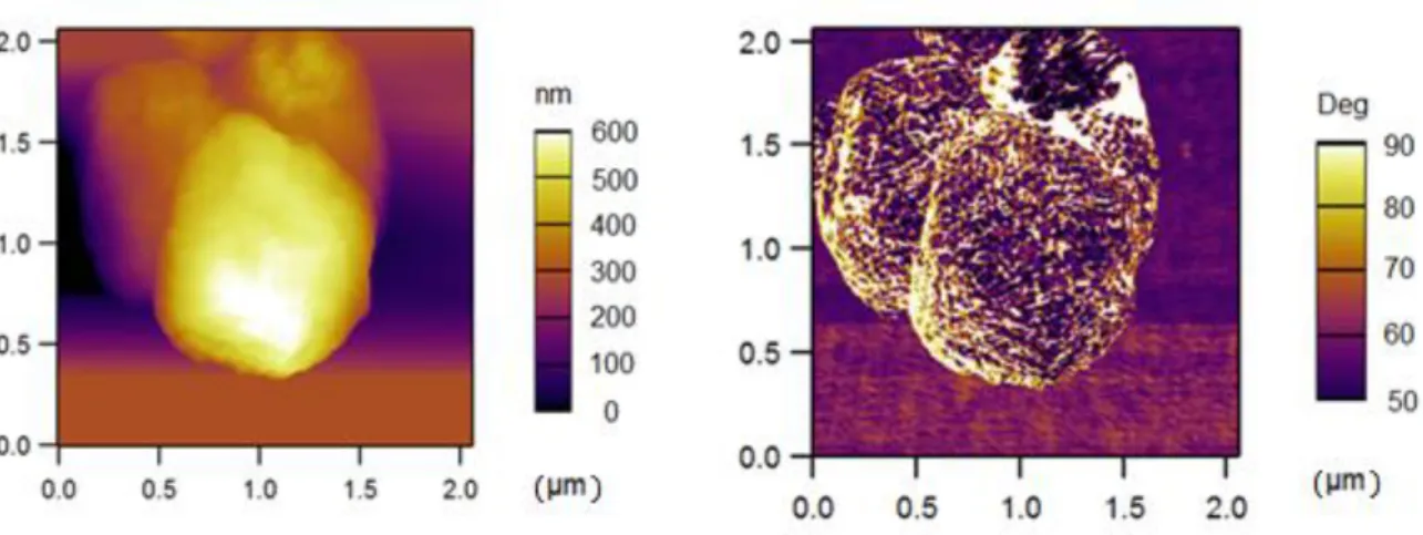 Figure 3.8 – AFM images of suckerin-39 particles: a) Amplitude mode and b) phase mode