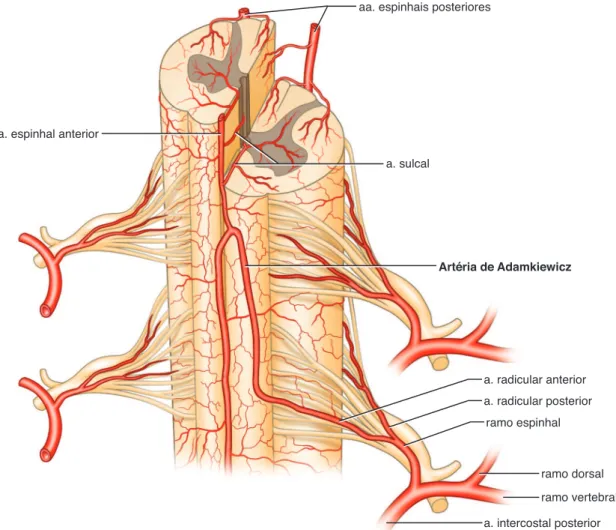 Figura  2  -  Anatomia da irrigação medular arterial, evidenciando a artéria de  Adamkiewicz