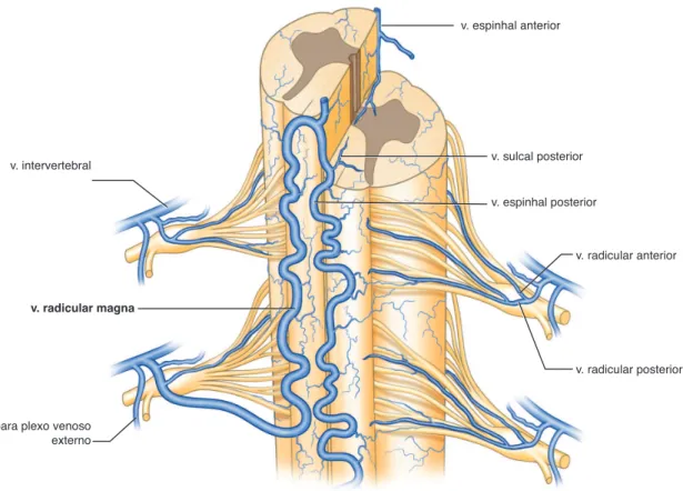 Figura 3 - Drenagem venosa medular. ‡